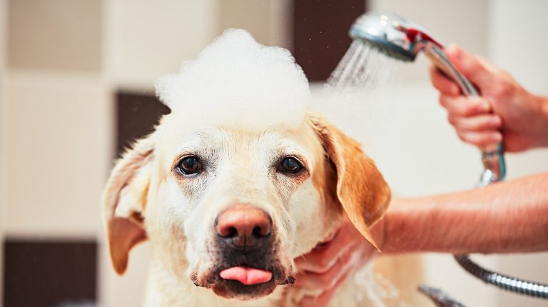 Can I Use Human Shampoo on My Dog?